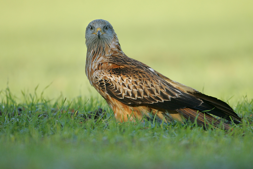 Kania ruda, Red Kite (Milvus milvus)