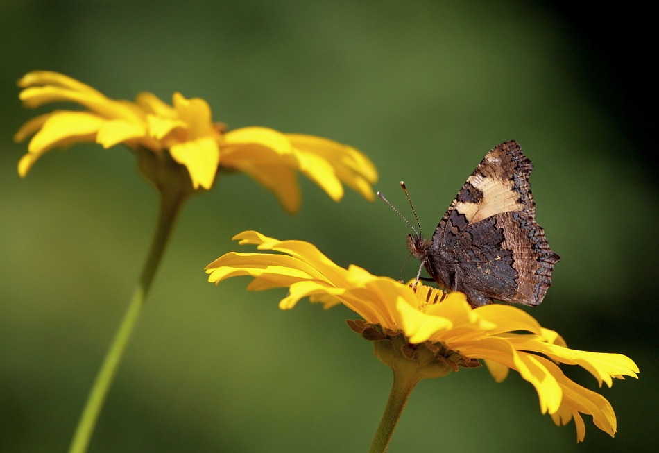 Motyl