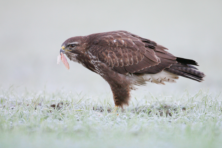 Myszołów zwyczajny, Common Buzzard (Buteo buteo)