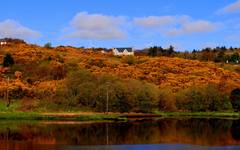 Gorse