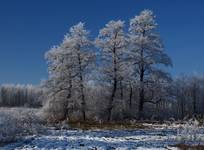 to będą moje ulubione drzewa