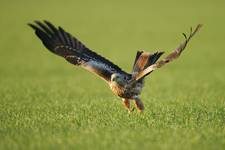 Kania ruda, Red Kite (Milvus milvus)