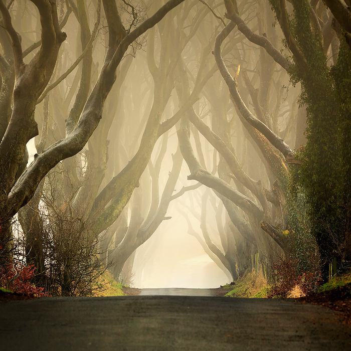 The Dark Hedges 2011