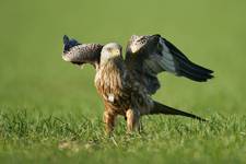 Kania ruda, Red Kite (Milvus milvus)