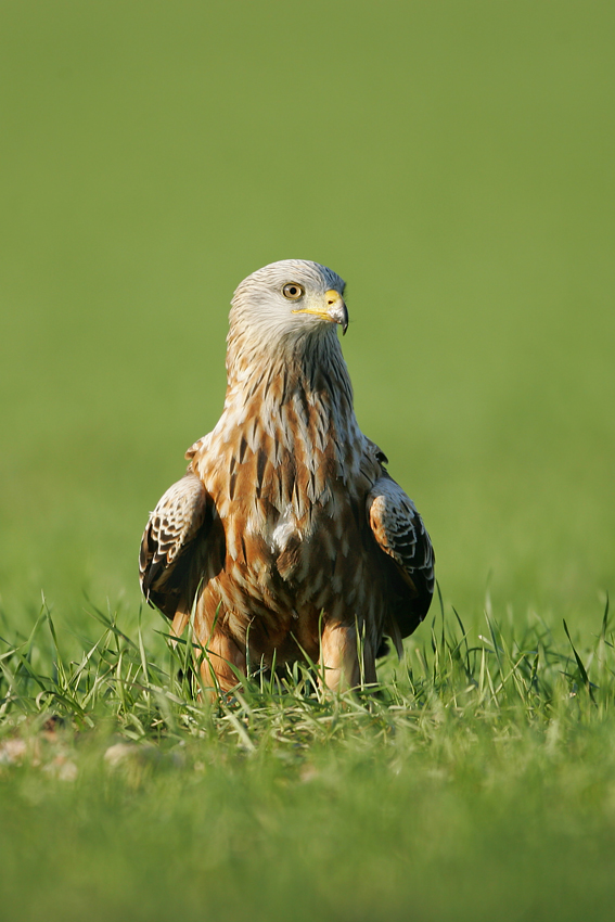 Kania ruda, Red Kite (Milvus milvus)