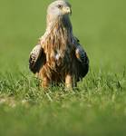 Kania ruda, Red Kite (Milvus milvus)