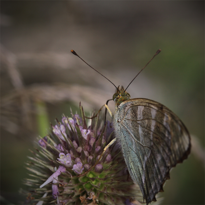 Letnia szuflada