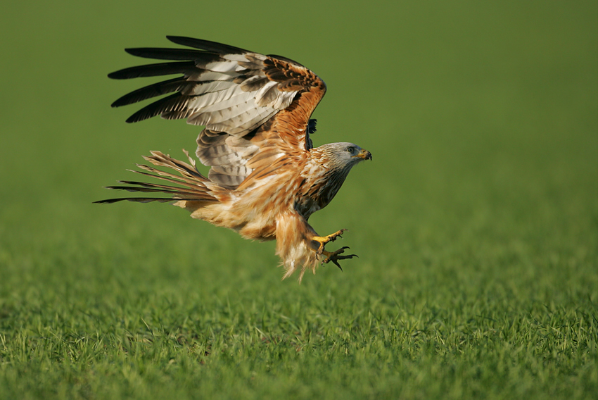 Kania ruda, Red Kite (Milvus milvus)