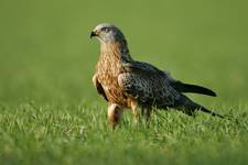 Kania ruda / Red kite w pełnej klasie...