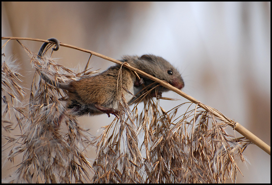 Badylarka (Micromys minutus)