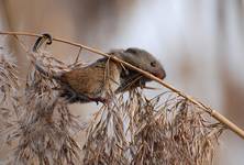 Badylarka (Micromys minutus)