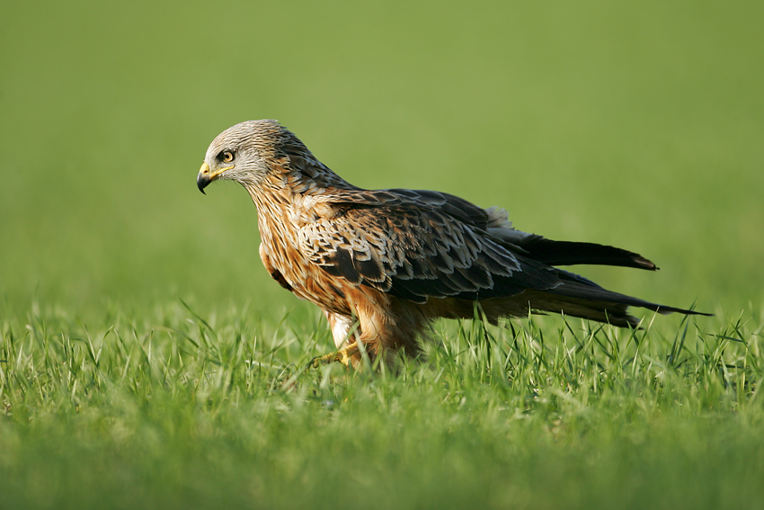 Kania Ruda, Red Kite