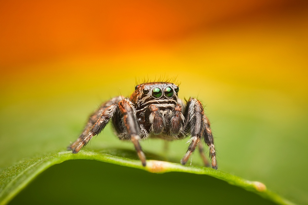 Skakun Evarcha Arcuata