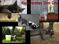 Międzynarodowy Dzień Kota