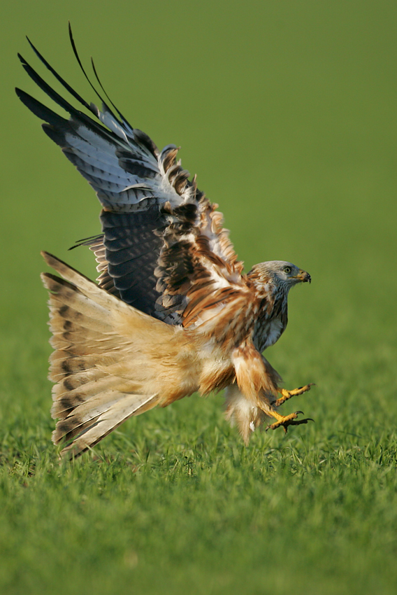 Kania ruda, Red Kite (Milvus milvus)