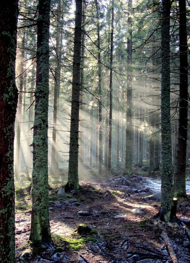 Tatry