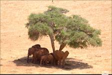 Tsavo east