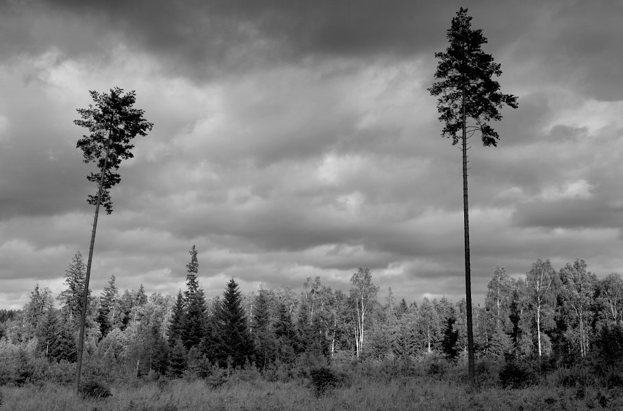 Puszcza Romincka BW