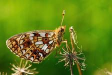 Boloria selene