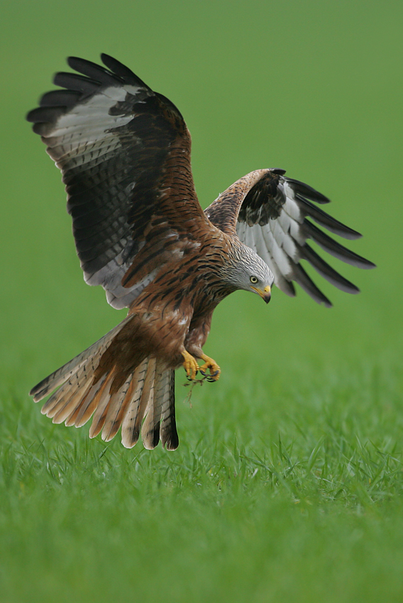 Kania ruda, kania rdzawa (Milvus milvus)