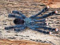 Ptasznik Avicularia velutina