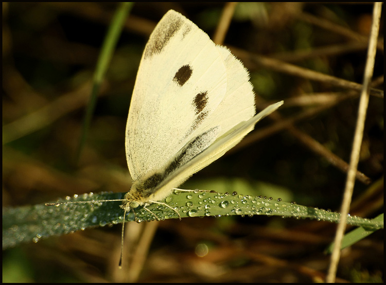 Motyl