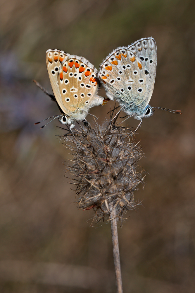 Wspomnienie upojnego lata