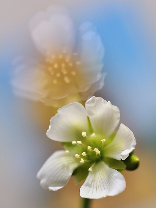 Dionaea muscipula-kwiat