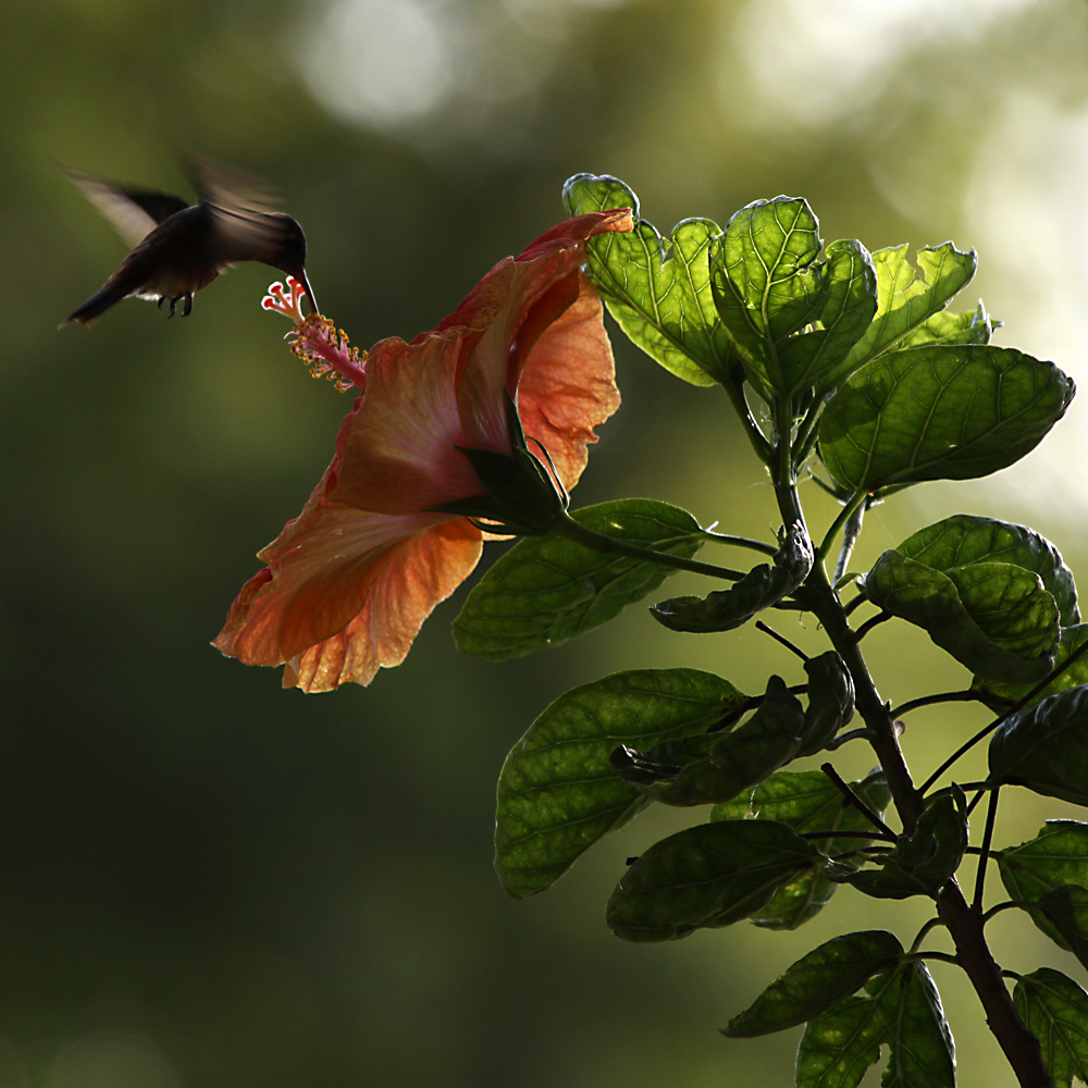 hibiskus