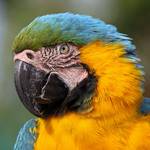 Guacamayo