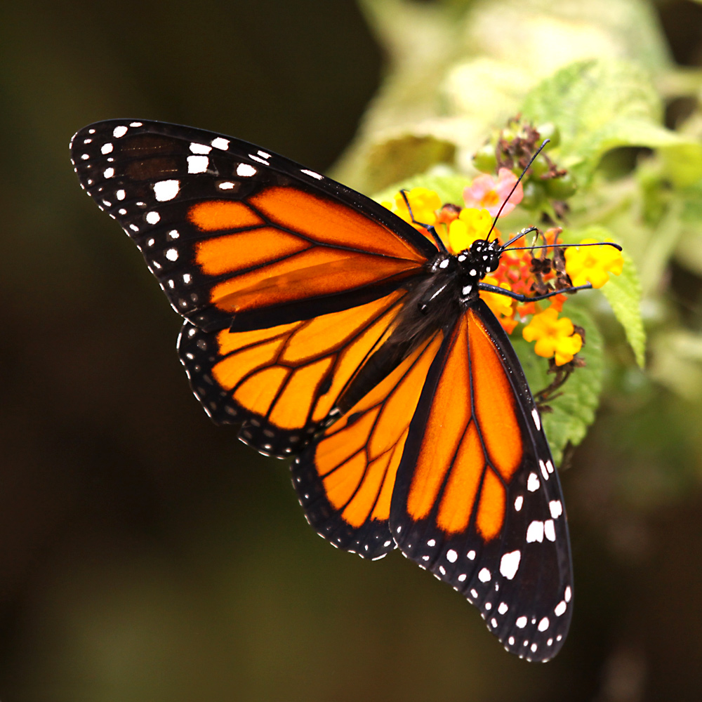 MOTYL