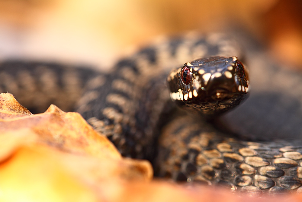 Vipera