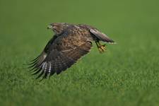 Myszołów zwyczajny, Common Buzzard (Buteo buteo)