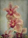 cymbidium