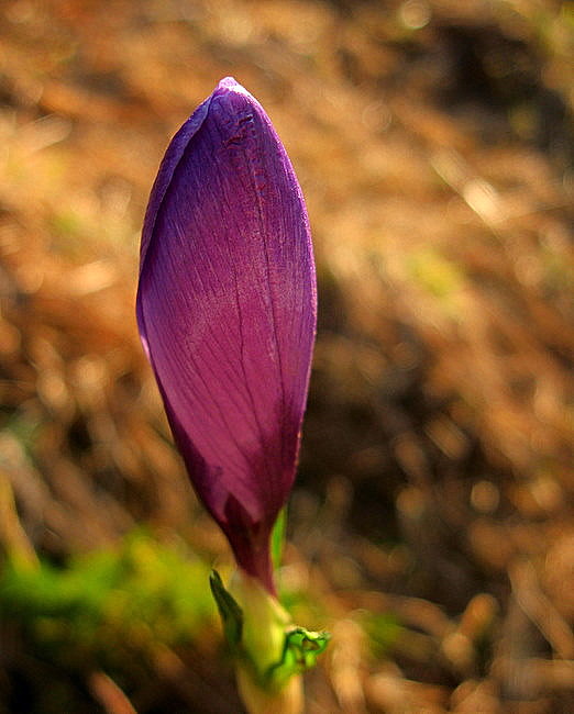 krokus