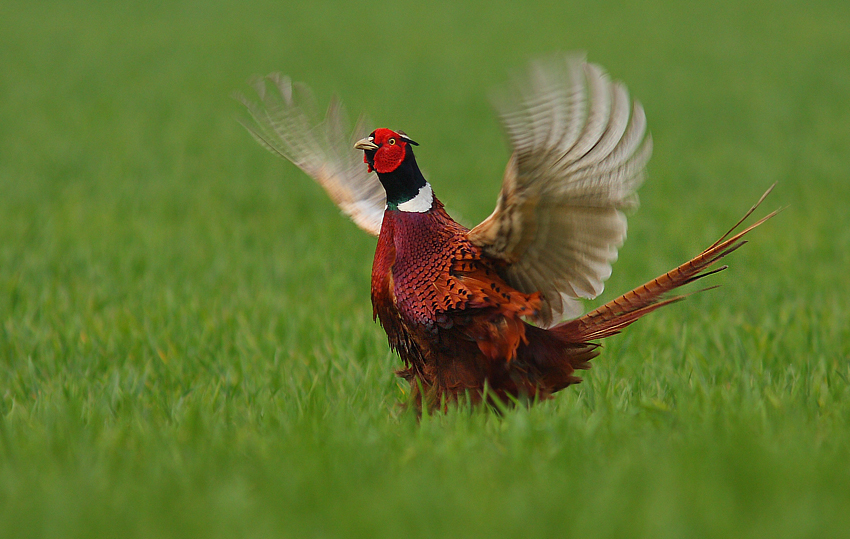 Bażant, Pheasant (Phasianus colchicus)