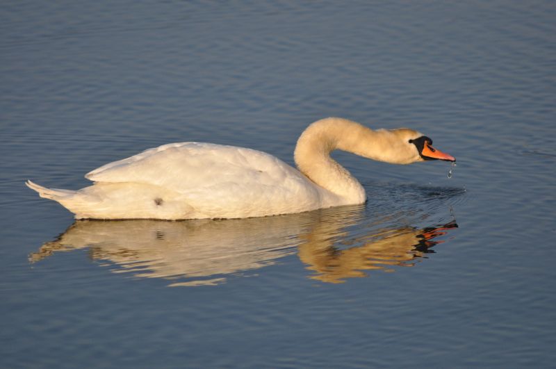 Łabądź