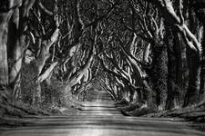 Dark Hedges..