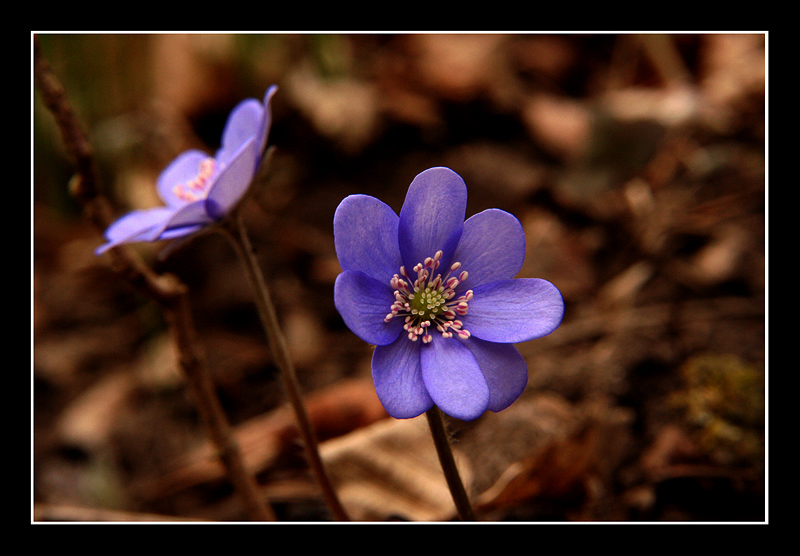 Hepatica nobilis