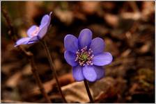 Hepatica nobilis