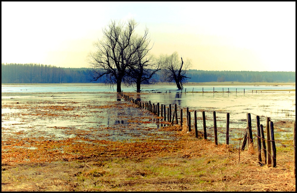 rzeka Narew