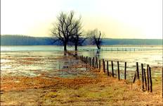 rzeka Narew