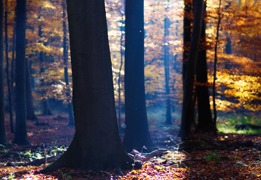 Autumn Colors