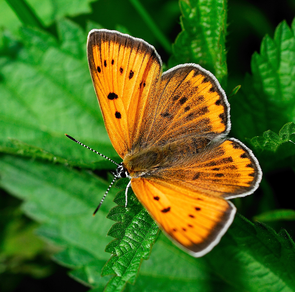 Czerwończyk nieparek Lycaena dispar  05.2009