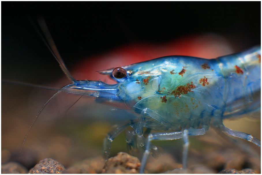 Blue Pearl shrimp...