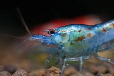 Blue Pearl shrimp...