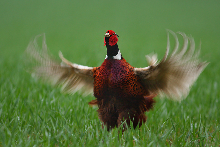 Bażant, Pheasant (Phasianus colchicus)