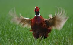 Bażant, Pheasant (Phasianus colchicus)