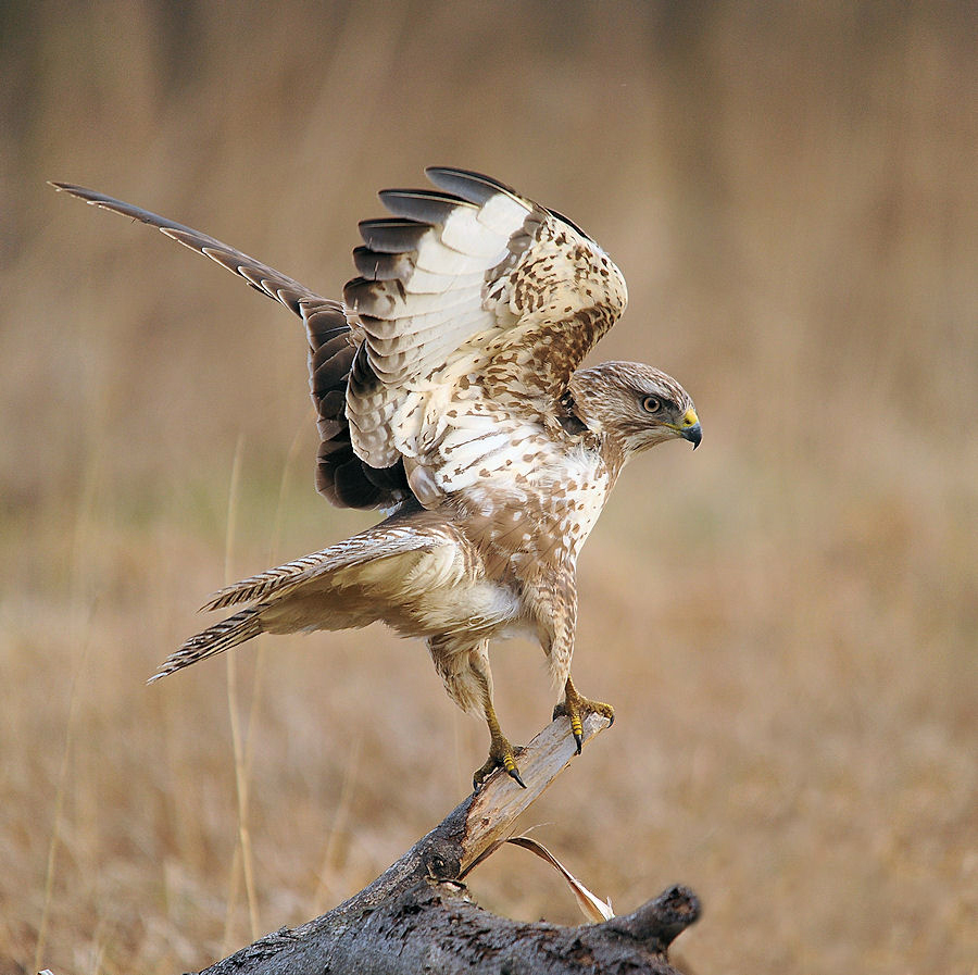 Buteo buteo