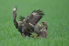 Myszołów zwyczajny, Common Buzzard (Buteo buteo)